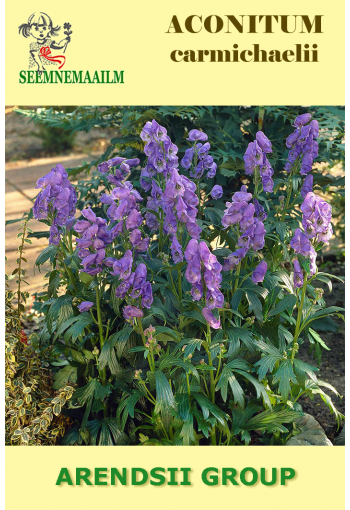 Carmichael's monkshood (Japanese aconite, Sichuan aconite)